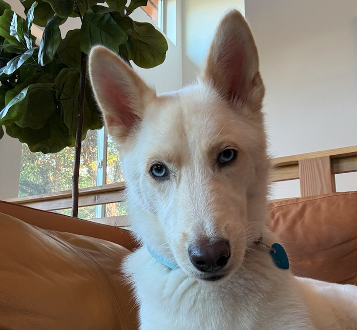 Serena, a white dog with blue eyes, relaxing on a leather couch